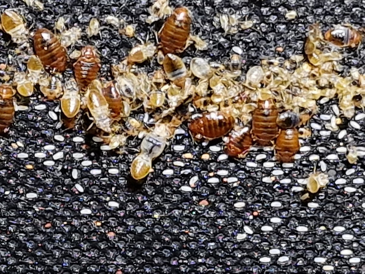 Bed bugs are an unpopular but common visitor RÚV.is