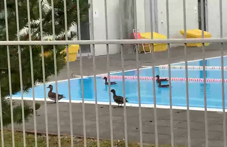 Ducks leave gifts in Eyjafjörður pool RÚV.is