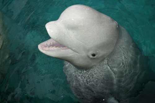 First 'retirement home' for showbiz beluga whales