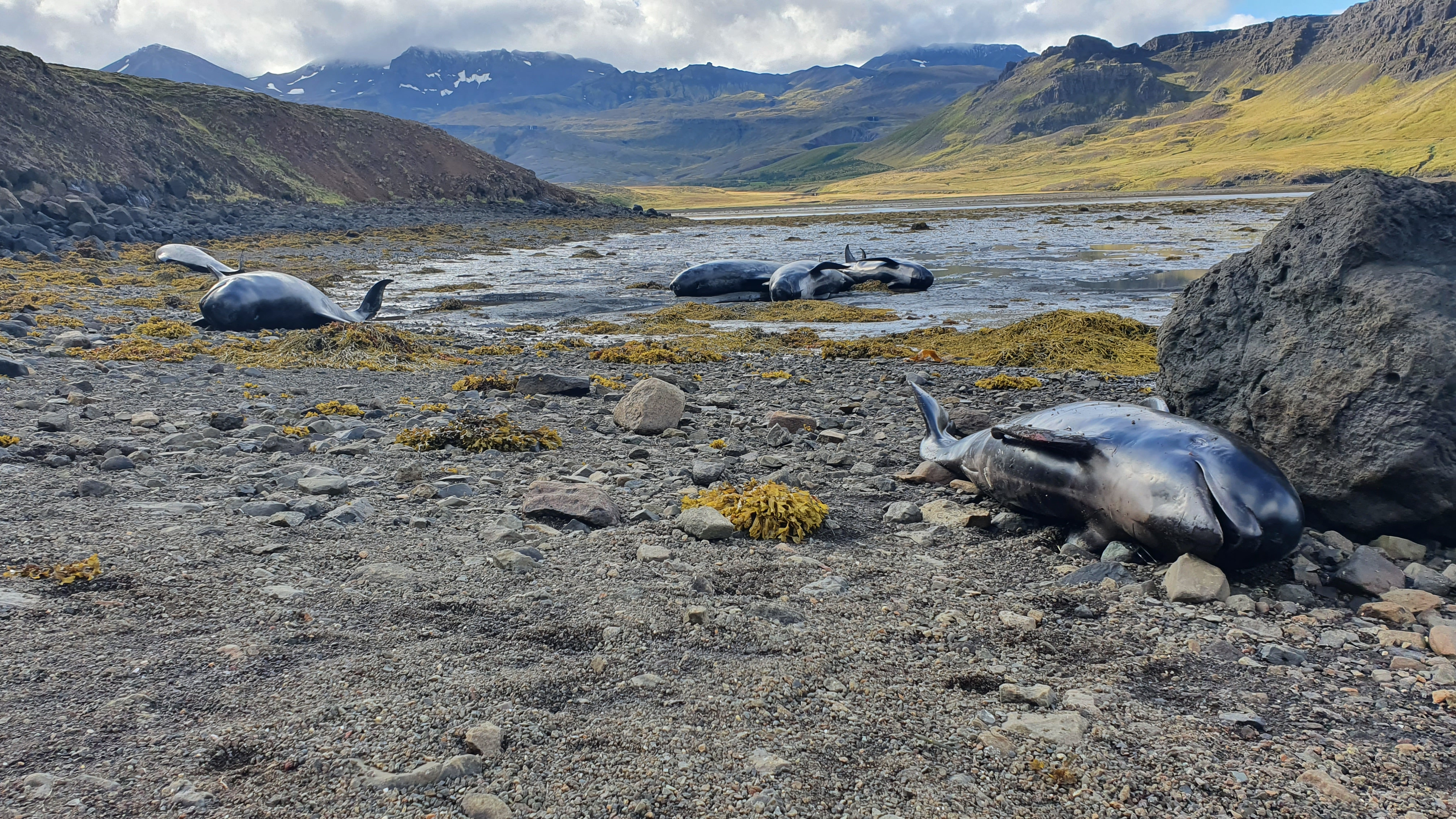 Photos: Mass Pilot Whale Death in Snæfellsnes, West Iceland