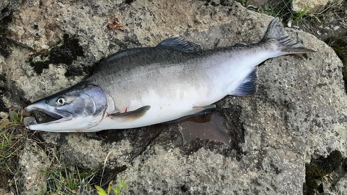 Shahzoda seks video Mushuk ichida barmoqlar bilan onlayn porno